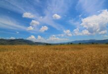 Objavljene odluke iz Programa kompenzacijske mjere potpore depopuliranim područjima za 2025. godinu