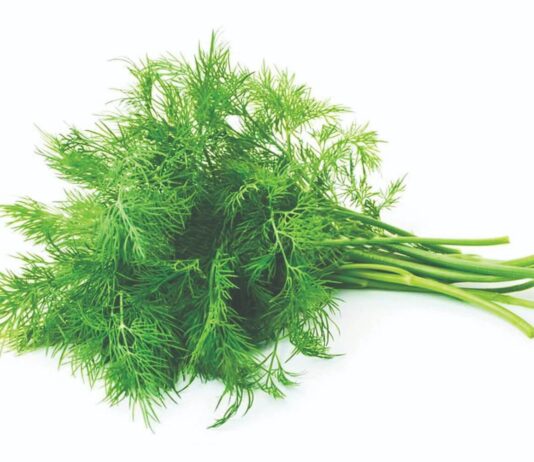 Kako uzgojiti kopar?