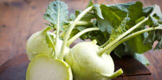 Berba korabice od lipnja do listopada