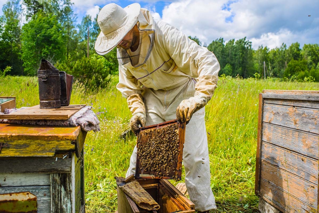 Objavljen javni natječaj za istraživanja u pčelarstvu!