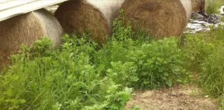 Rezistentnost korova na herbicide