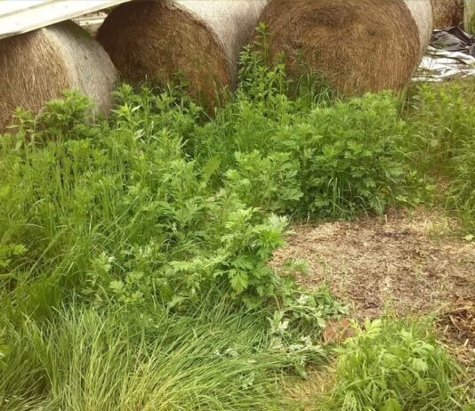 Rezistentnost korova na herbicide