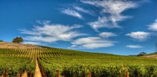 Suzbijanje korova u vinogradima i voćnjacima