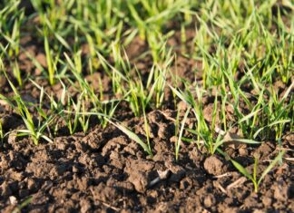 Kako prepoznati korovne trave u usjevima ozimih žitarica?