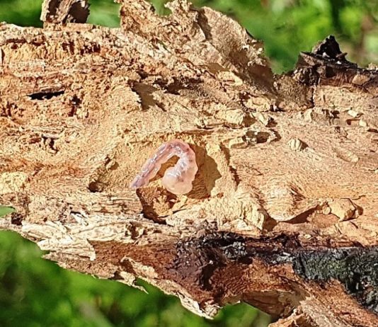 Prvi nalazi štete uzrokovane krasnikom štete uzrokovane krasnikom