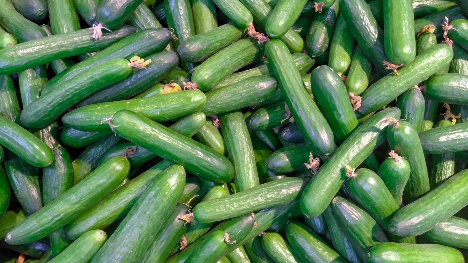 Rani krastavac u grijanom plasteniku