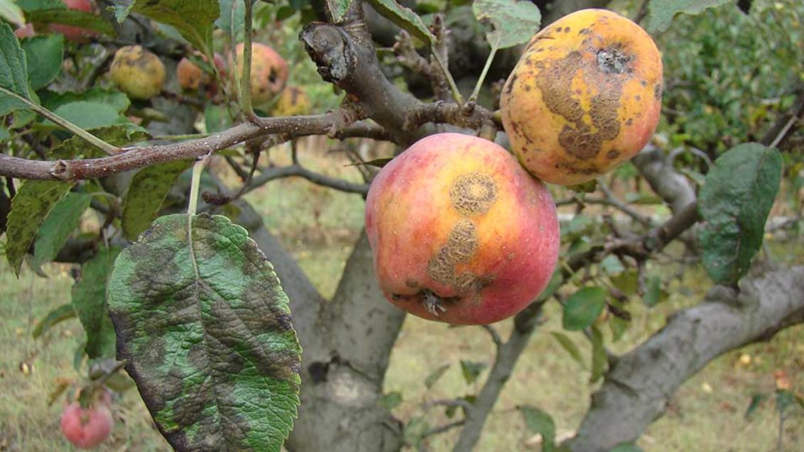 Zaštita jabuke i kruške - krastavost plodova i lišća