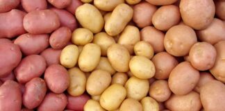 Suvremena tehnologija proizvodnje - krumpir