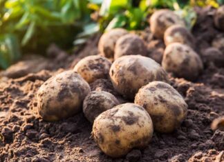 Zdravstvena ispravnost krumpira za sadnju