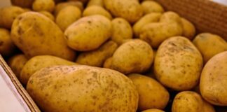 Krastavost i suha trulež u skladištu krumpira