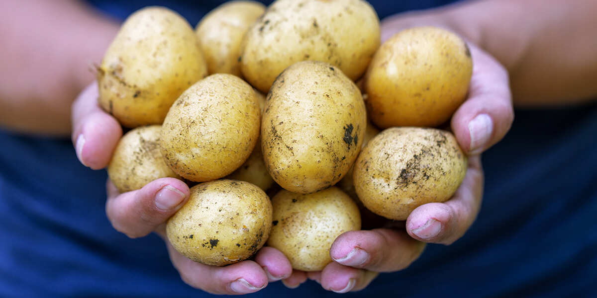 Uzgoj krumpira bez obrade tla