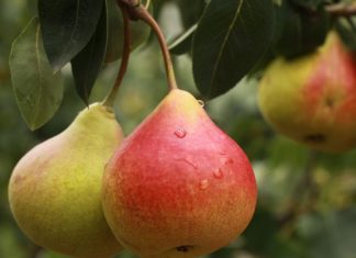 jezgričavo voće za proizvodnju rakije jabuke kruške dunje
