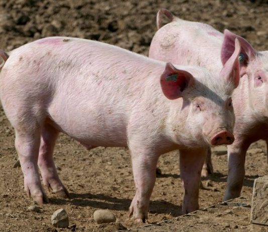 Na snazi novo Rješenje o određivanju zona ograničenja i zaraženog područja zbog izbijanja afričke svinjske kuge rješenje o određivanju zona ograničenja