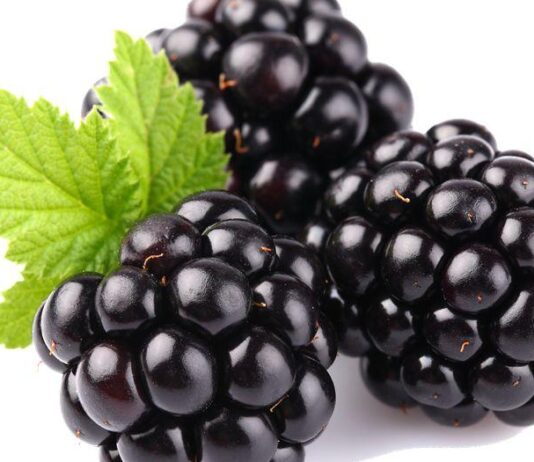 Kupina – izvrstan izbor za uzgoj na OPG-u