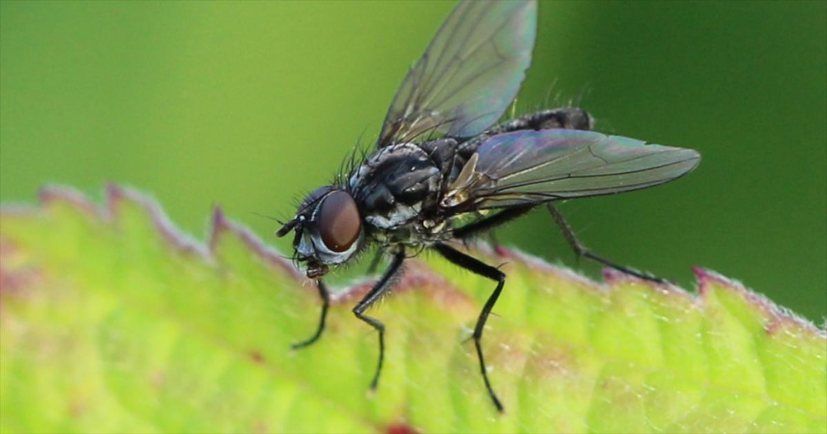 Kupusna muha – najznačajniji štetnik kupusnjača