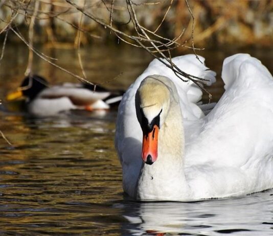 Pojava Influence ptica podtipa H5N8 kod labudova na području Vukovarsko- srijemske županije