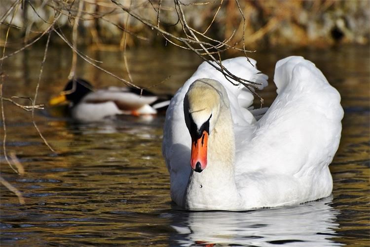 Pojava Influence ptica podtipa H5N8 kod labudova na području Vukovarsko- srijemske županije