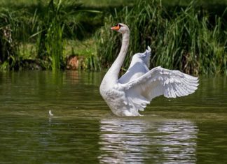 visokopatogena influenca ptica