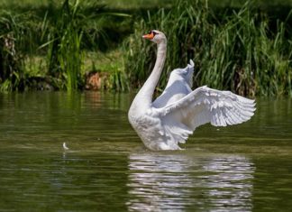 visoko patogena influenca ptica