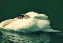 Potvrđena influenca ptica u Koprivničko-križevačkoj županiji