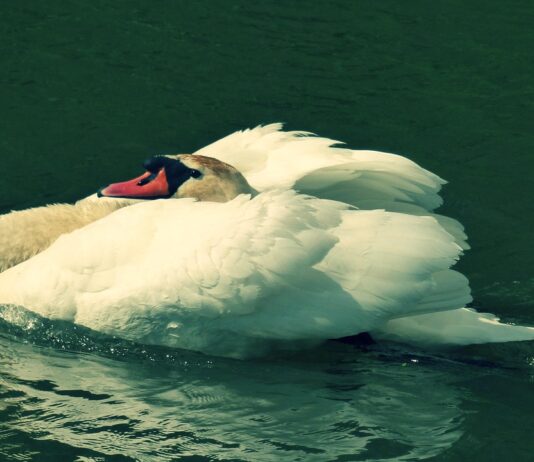 Potvrđena influenca ptica u Koprivničko-križevačkoj županiji