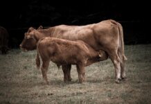 Potpore za obnovu proizvodnog potencijala u govedarstvu, svinjogojstvu i ovčarstvu od 1. travnja