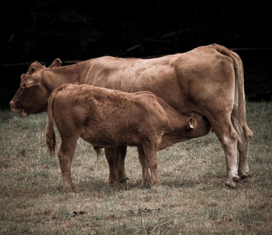 Potpore za obnovu proizvodnog potencijala u govedarstvu, svinjogojstvu i ovčarstvu od 1. travnja