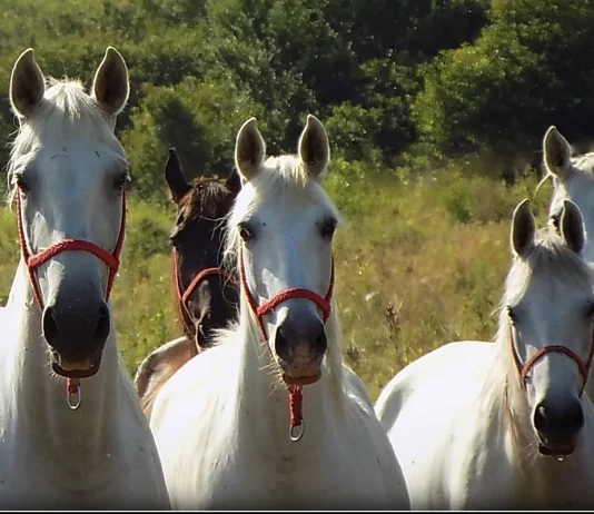 ocjenjivanje kobila lipicanske pasmine