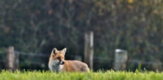 svjetski dan protiv bjesnoće oralna vakcinacija lisica
