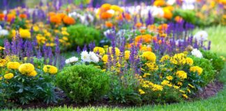 Ljetno cvijeće – ukras vrta i balkona