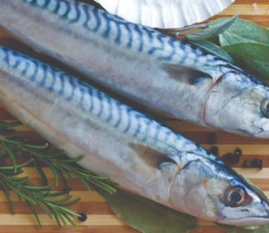 Lokarda ili plavica – visokovrijedna riba lokarda ili plavica