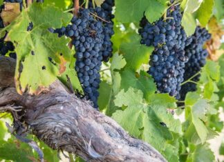 Posebni uzgojni oblici vinove loze
