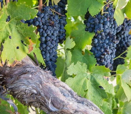 Posebni uzgojni oblici vinove loze Posebni uzgojni oblici vinove loze