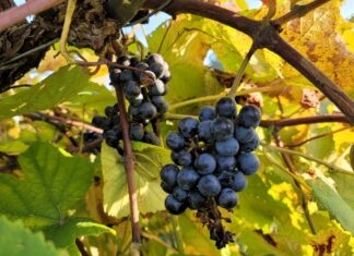 Nove vinske sorte otporne na bolesti