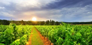 Reakcija tla (pH) – uzrok poremećaja u ishrani vinove loze