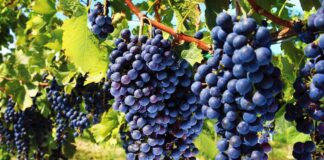 Možemo li se odreći bakarnih fungicida u vinogradarstvu!