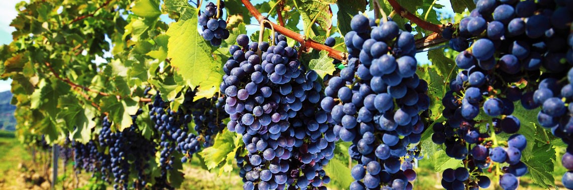 Možemo li se odreći bakarnih fungicida u vinogradarstvu!