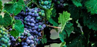 Klonska selekcija vinove loze