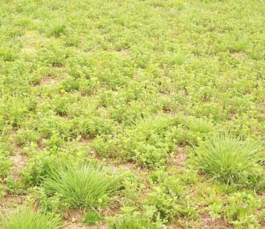 Uloga dušika u prihrani lucerne