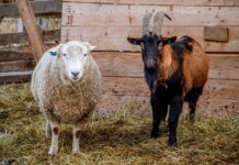 Ukidanje zone ograničenja zbog kuge malih preživača