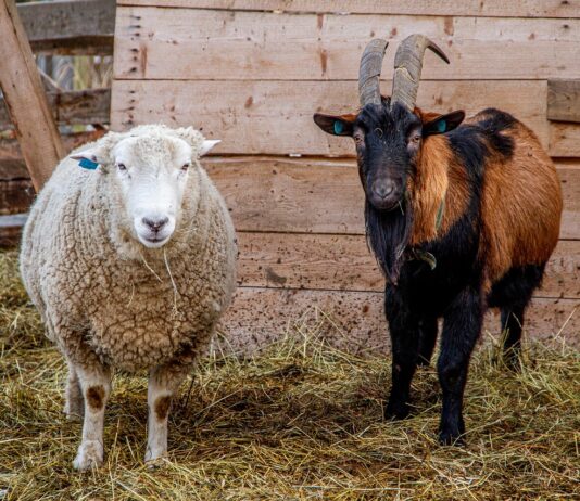Ukidanje zone ograničenja zbog kuge malih preživača