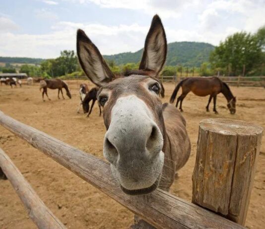 Magarac – od tradicije do unosnog proizvoda Magarac – od tradicije do unosnog proizvoda