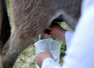 mlijeko magarice