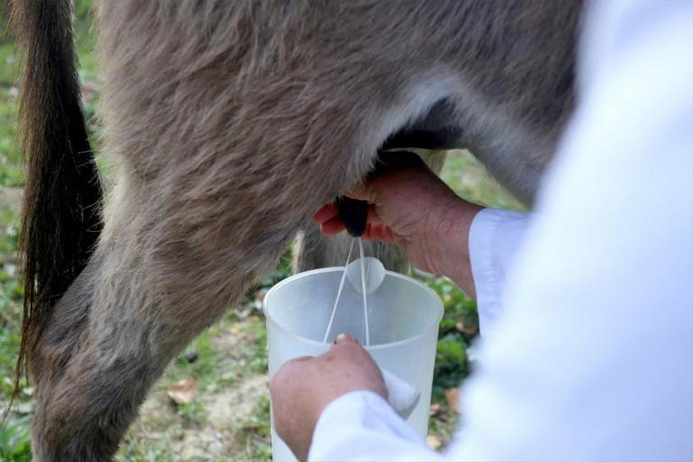 mlijeko magarice