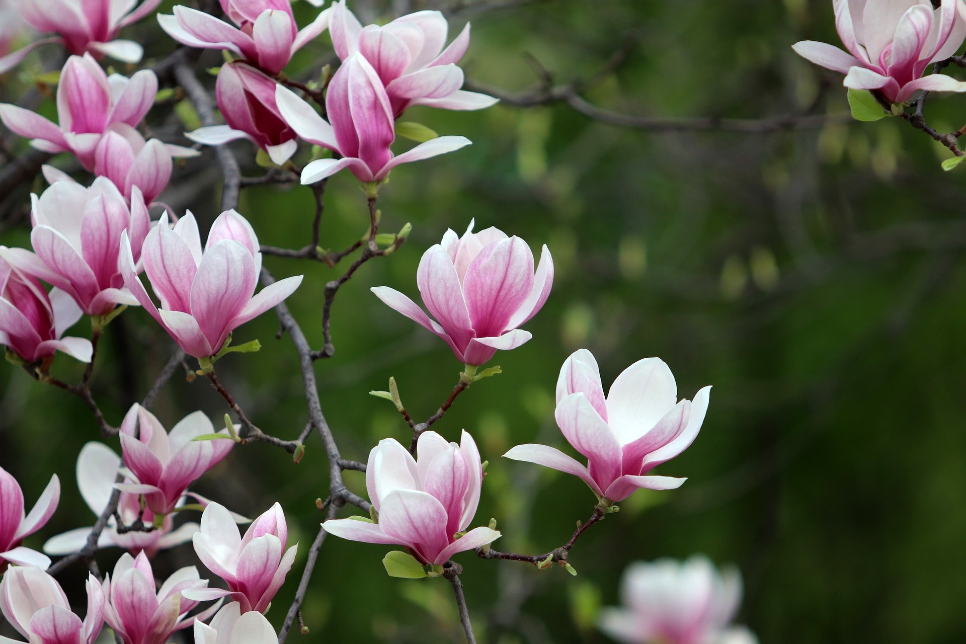 Proljetna raskoš magnolija
