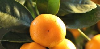 bolesti na mandarini
