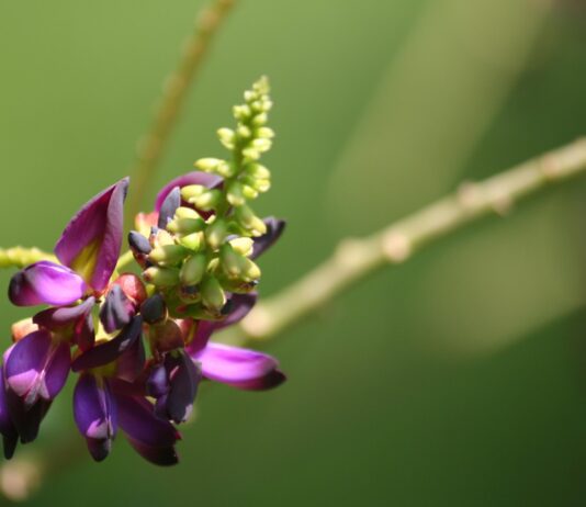 Trebamo li se bojati puerarije?