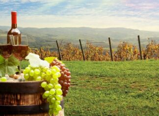 Martinje – najvažnija svečanost vina