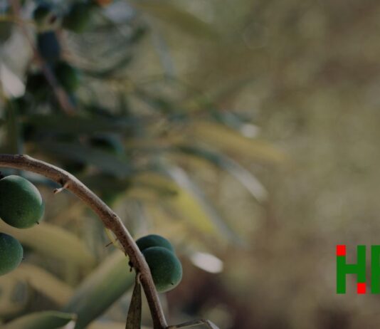 masline odbor za maslinarstvo