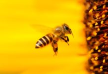 mirisna žlijezda kod pčela